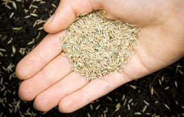 Grass Seed