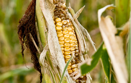 Corn Insects