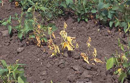 Soybean Diseases