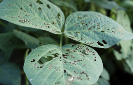 Soybean Insects